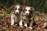 BORDER COLLIE 1111